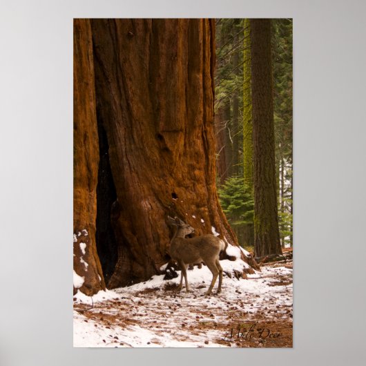 Poster de Mule Deer (Devant)