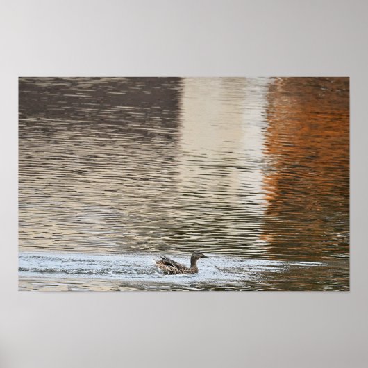Poster de natation de canard de Mallard (Devant)