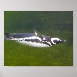 Poster de natation en pingouin