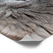 Poster de Nebelung Long-Haired Russian Blue Cat (Coin)