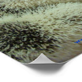 Poster de nombreuses pintos (Coin)