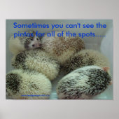 Poster de nombreuses pintos (Devant)