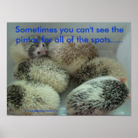 Poster de nombreuses pintos