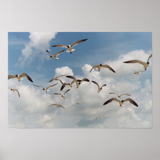 Poster de nombreux mouettes (Devant)