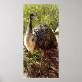 Poster de Nosy Emu (Devant)