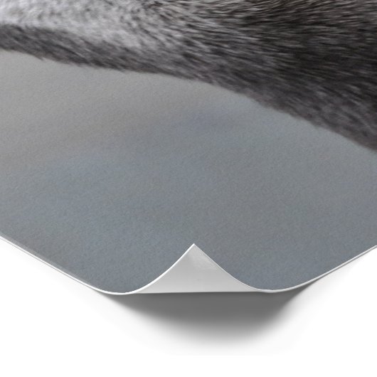 Poster de Otter Mastermind (Coin)