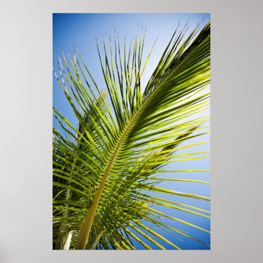Poster de palmier/imprimé de toile (Devant)
