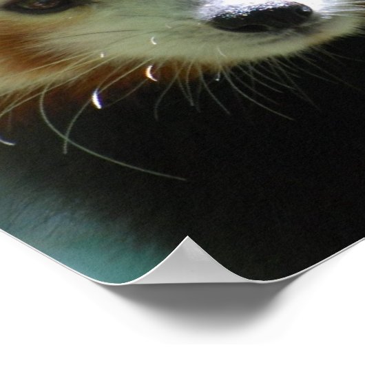 Poster de Panda Rouge mignonne (Coin)