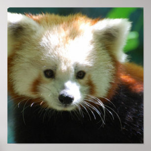 Poster de Panda Rouge mignonne
