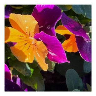 Poster de Pansy
