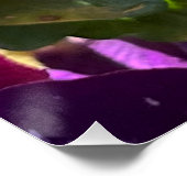 Poster de Pansy (Coin)