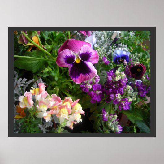 Poster de Pansy et d'Amis (Devant)