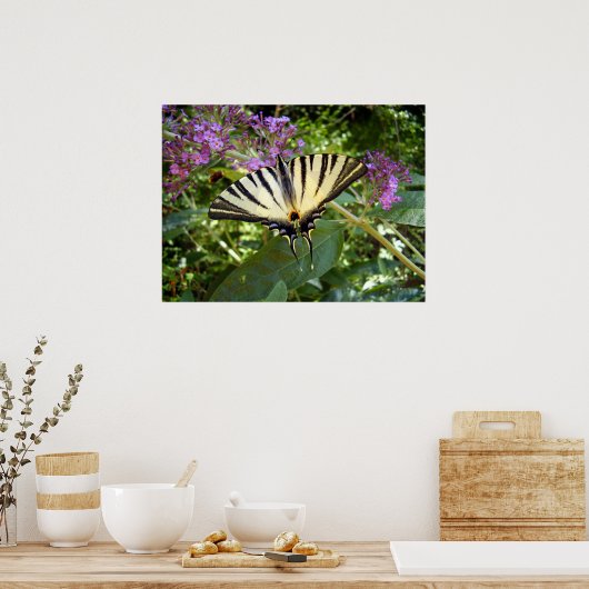 Poster de papillon à queue épaisse (Cuisine)