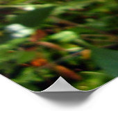 Poster de papillon à queue épaisse (Coin)