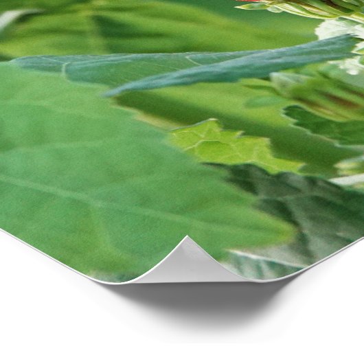 Poster de papillon avec versets sur la Force de Di (Coin)