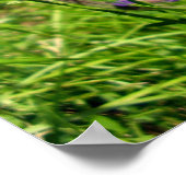 Poster de papillon blanc à veines noires (Coin)