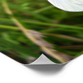 Poster de papillon blanc en bois (Coin)