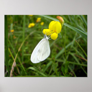 Poster de papillon blanc en bois