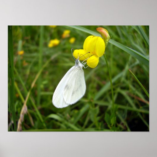Poster de papillon blanc en bois (Devant)