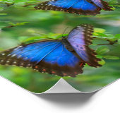 Poster de papillon bleu (Coin)