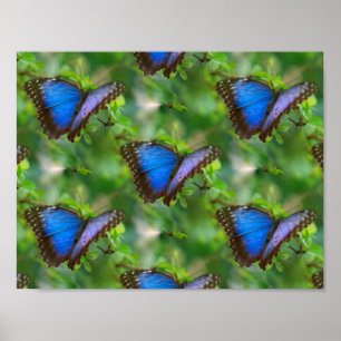 Poster de papillon bleu