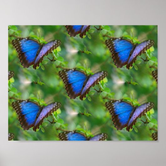 Poster de papillon bleu (Devant)