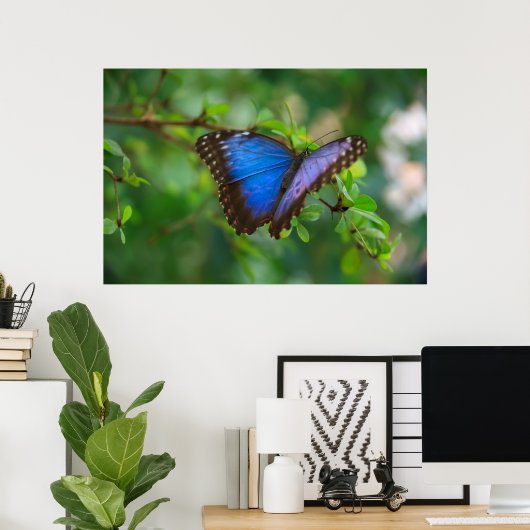 Poster de papillon bleu (Bureau à domicile)