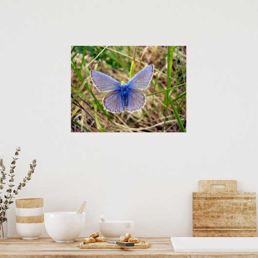Poster de papillon bleu commun (Cuisine)