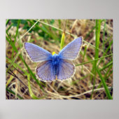 Poster de papillon bleu commun (Devant)