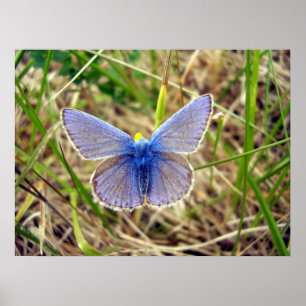 Poster de papillon bleu commun