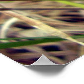 Poster de papillon bleu commun (Coin)