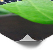 Poster de papillon éblouissant (Coin)