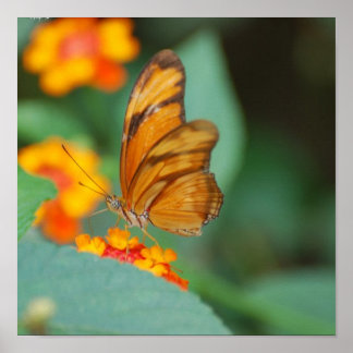 Poster de papillon minuscule orange