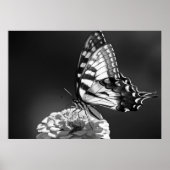 Poster de papillon noir et blanc (Devant)