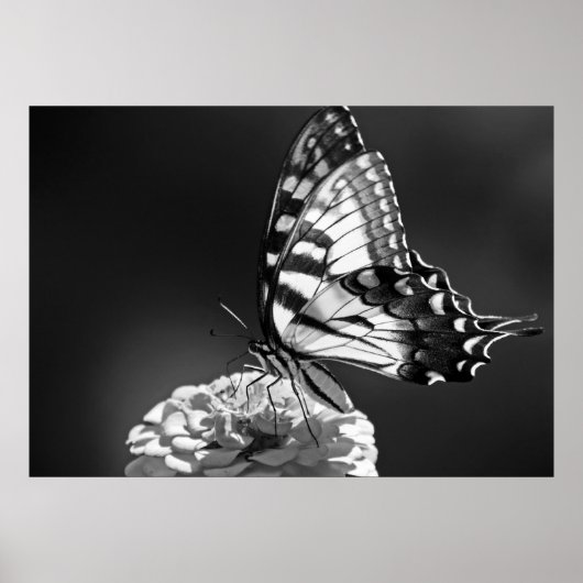 Poster de papillon noir et blanc (Devant)