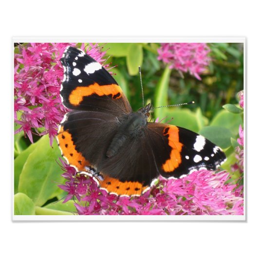 Poster de papillon noir et blanc orange (Devant)