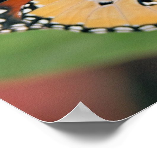 Poster de papillon Queen Imprimer (Coin)