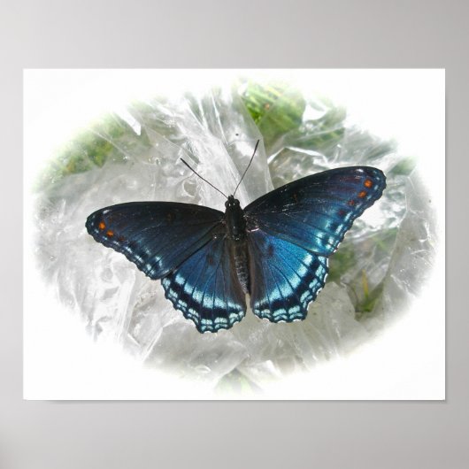 Poster de papillon rouge pourpre tacheté (Devant)