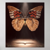 Poster de papillon Tiger Face (Devant)