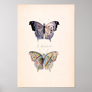 Poster de papillon vintage