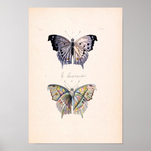 Poster de papillon vintage (Devant)