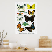 Poster de papillons II 24" x 36" (Cuisine)