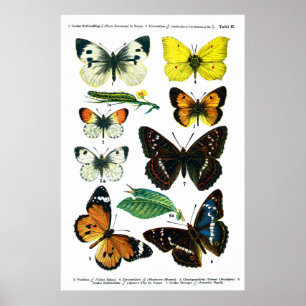 Poster de papillons II 24" x 36"
