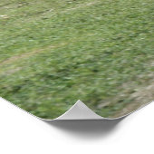 Poster de Park Ducks le 4 mars (Coin)