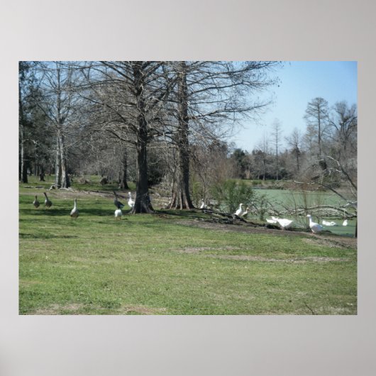 Poster de Park Ducks le 4 mars (Devant)