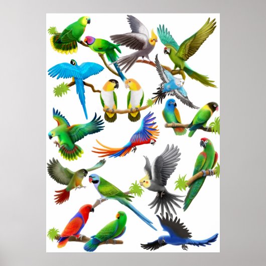 Poster de Parrots Galore (Devant)