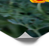 Poster de pavot Dreamen en Californie (Coin)