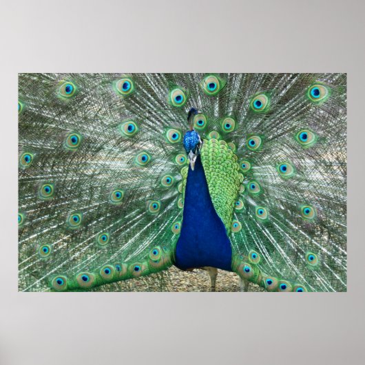 Poster de Peacock Homme (Devant)