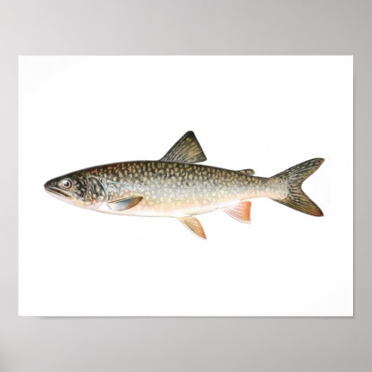 Poster de pêche - Poisson de truite du lac (Devant)