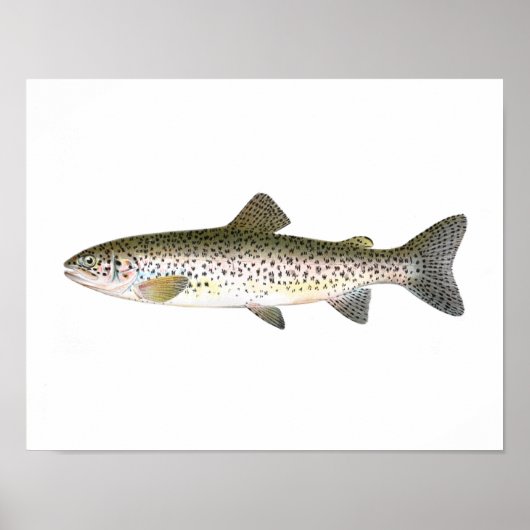 Poster de pêche - Poisson de truite Saumon (Devant)